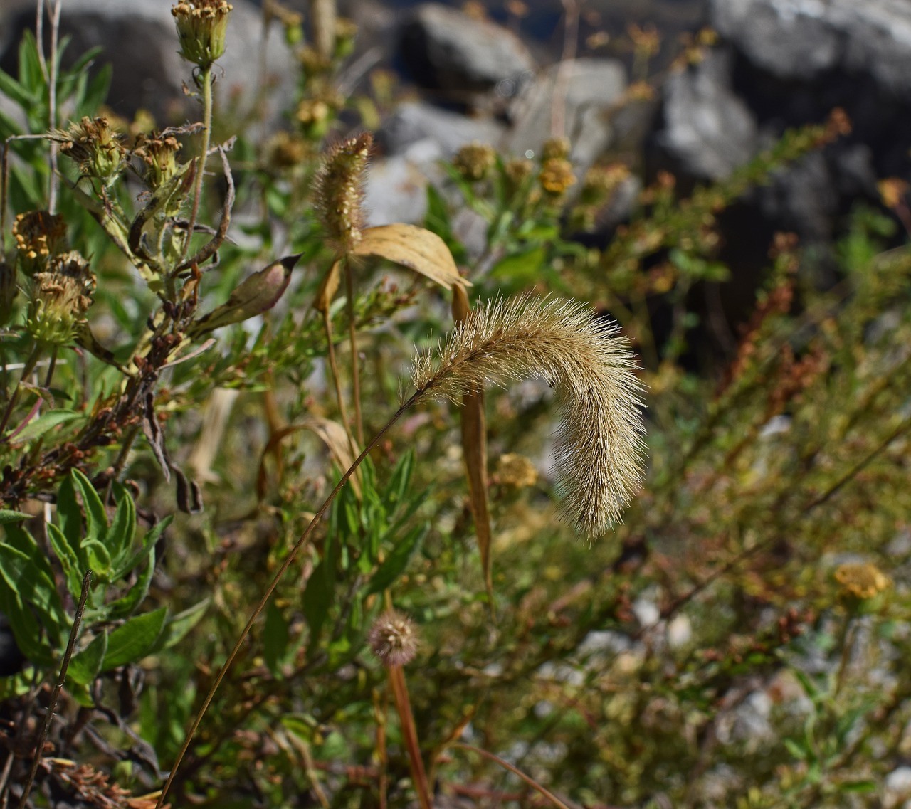 fuzzy grass in fall grass plant free photo