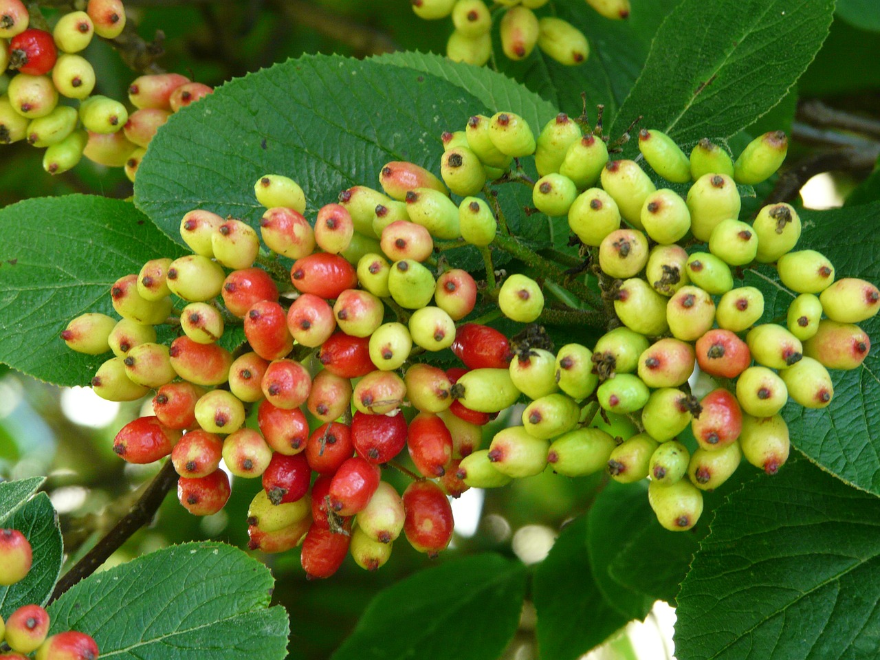 fuzzy snowball fruits berries free photo