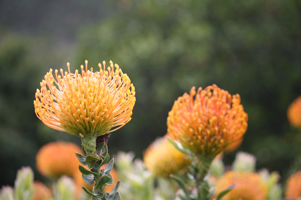 fynbos south africa cape town free photo