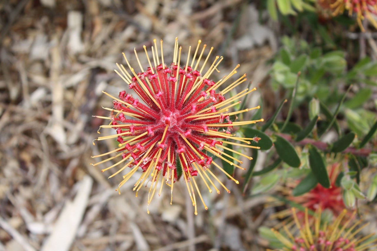 fynbos south africa cape town free photo