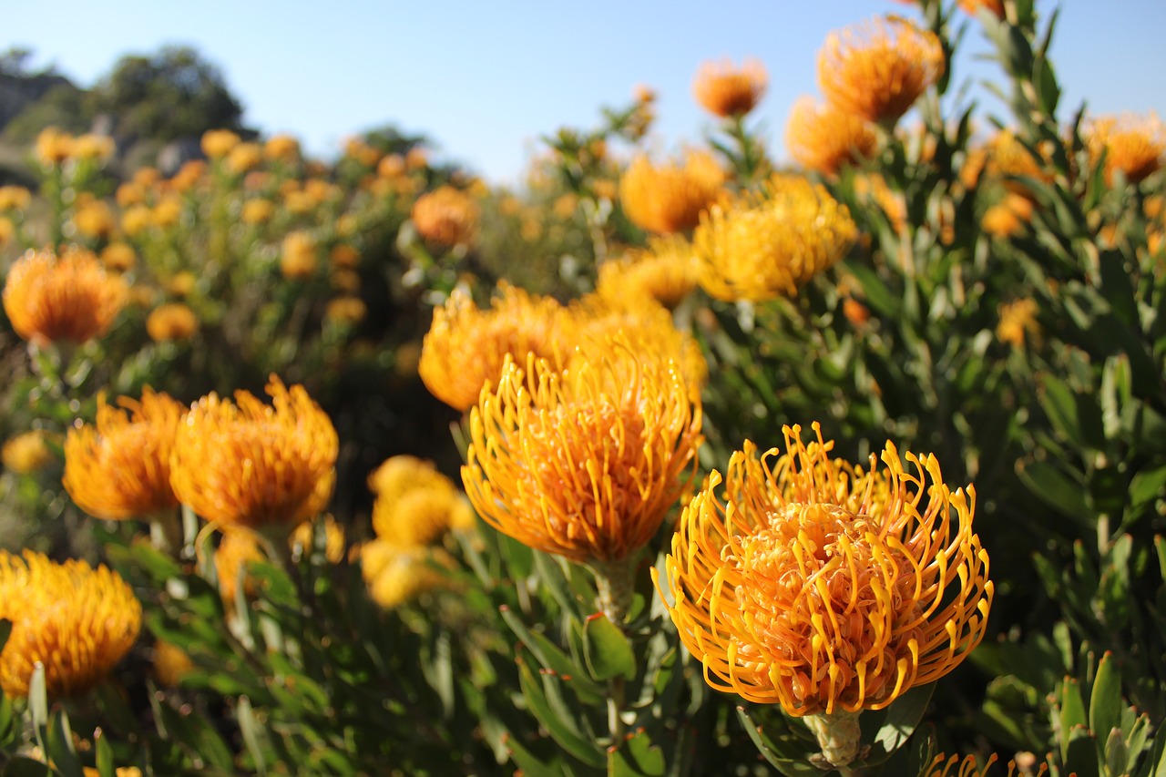 fynbos  south africa  flowers free photo