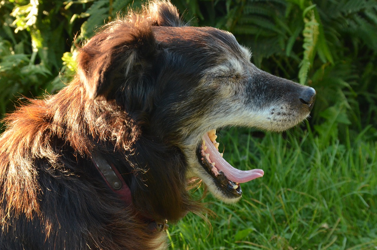 gaap yawn dog free photo