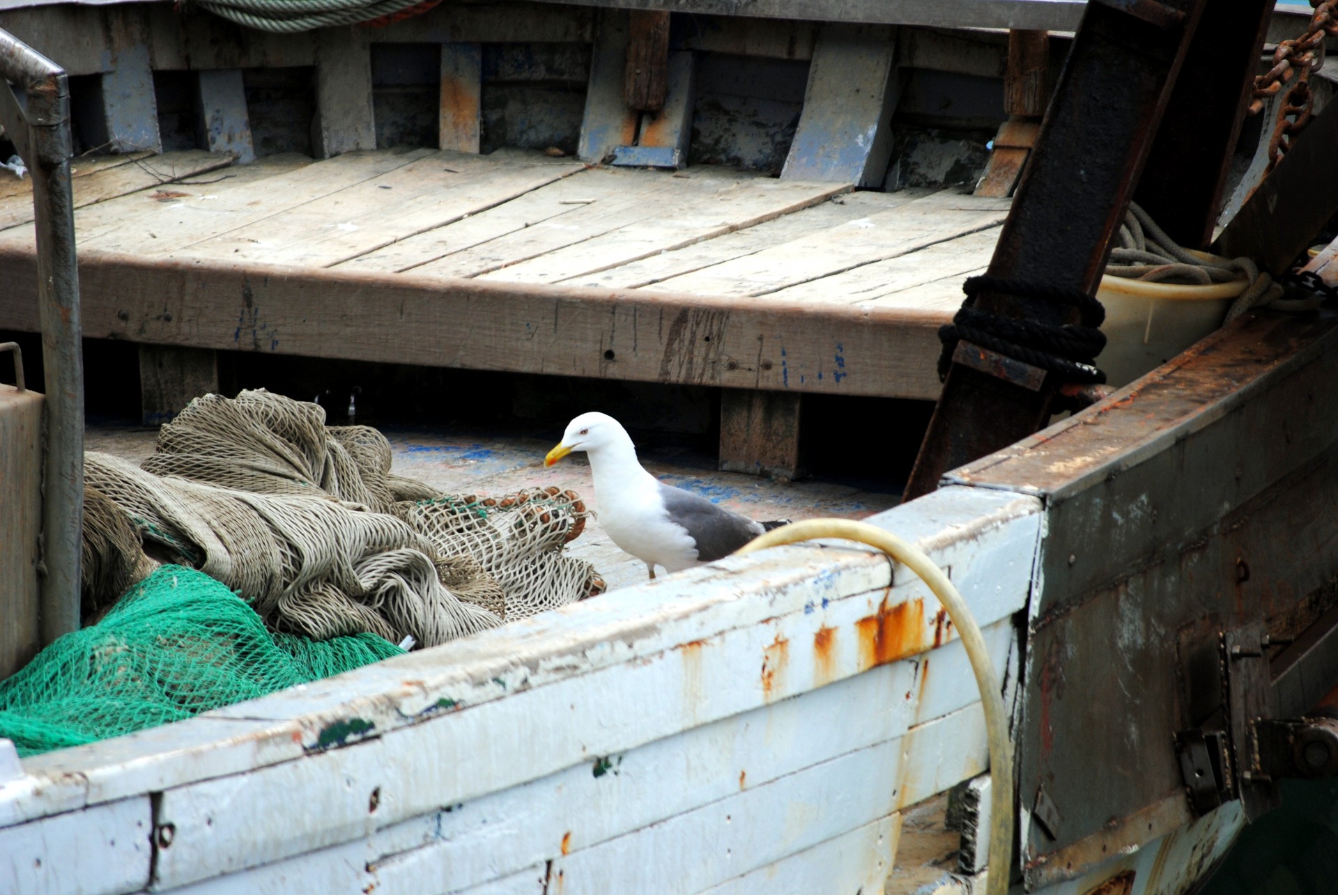 seagull sea boat free photo