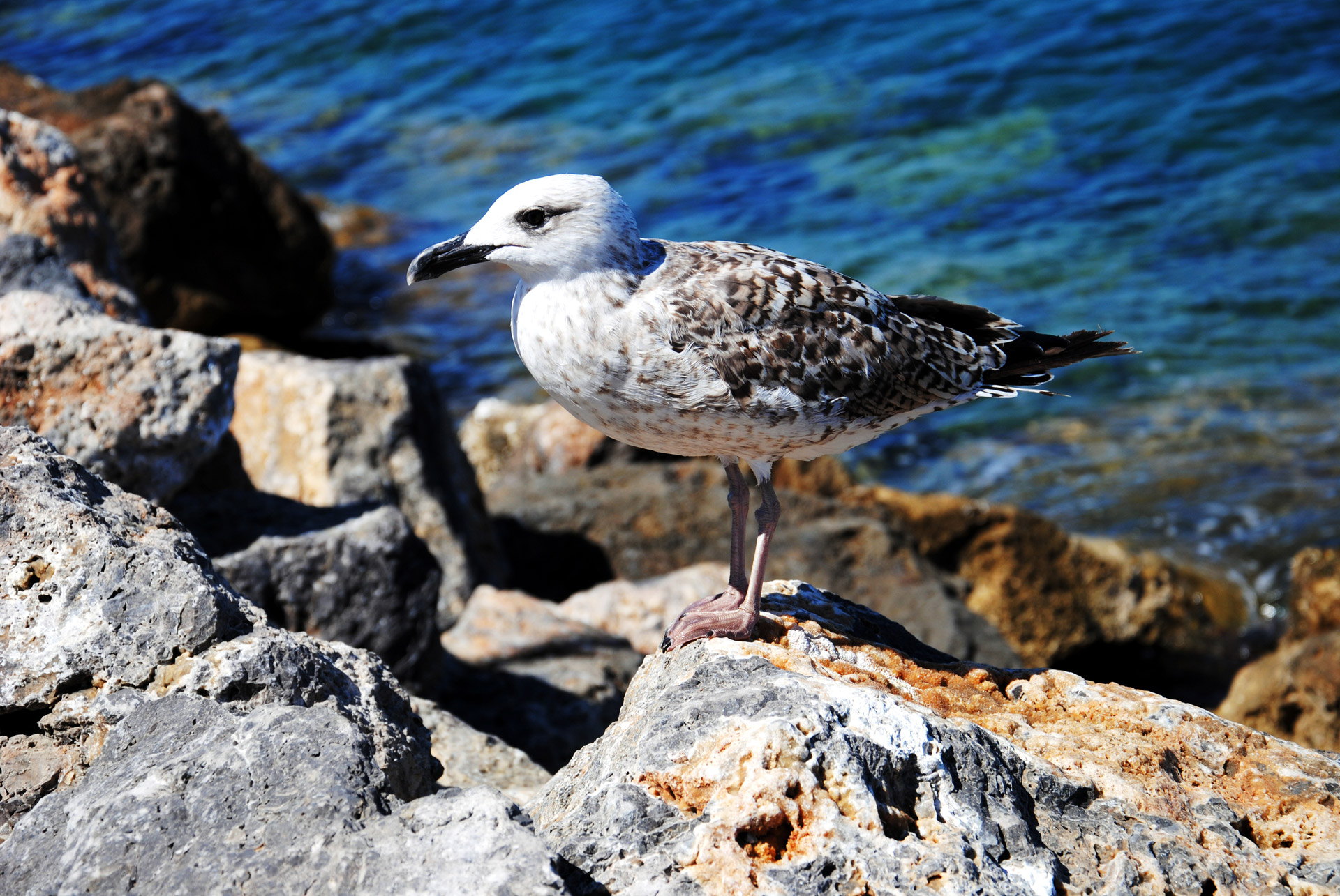 seagull rocks sea free photo