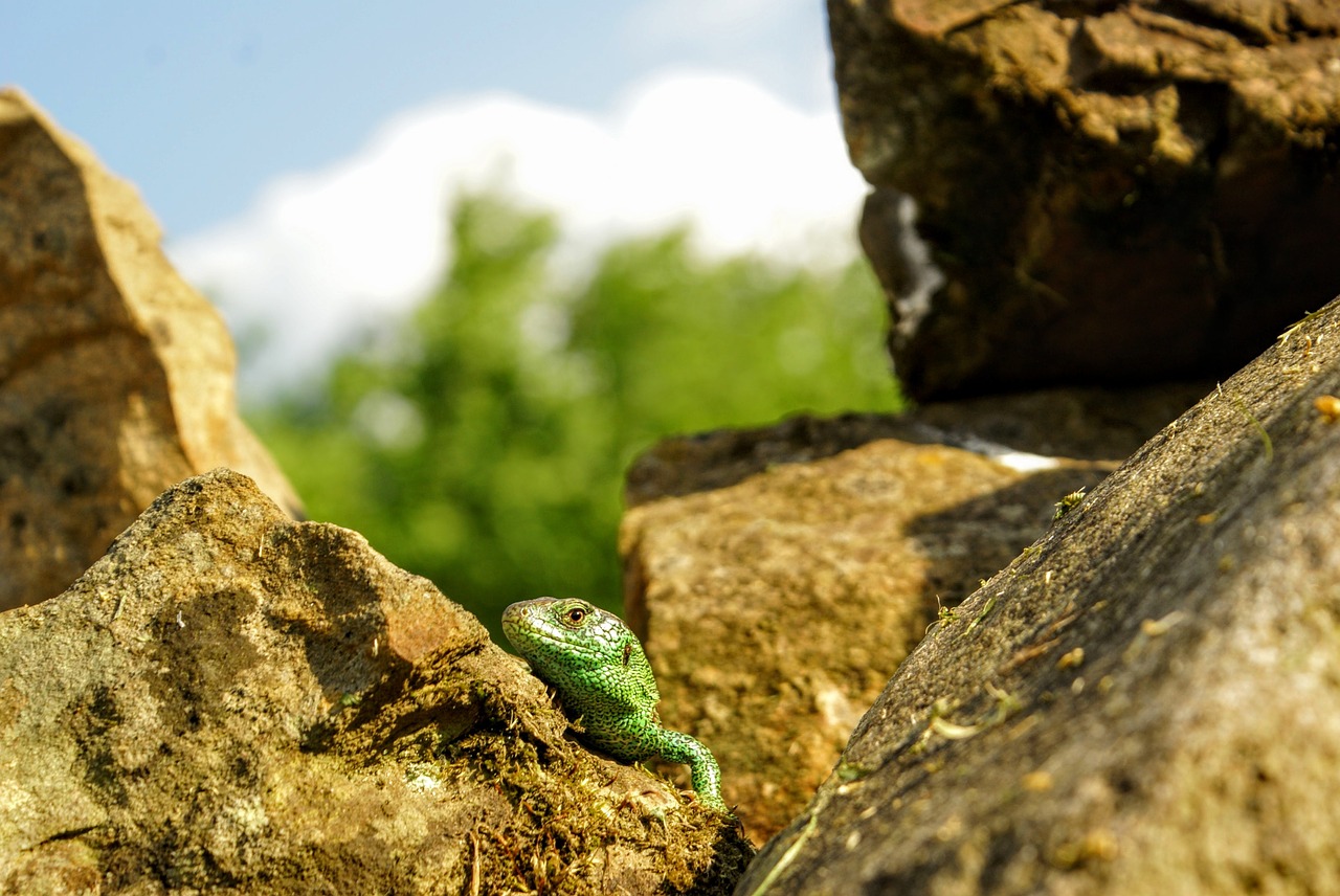 gad nature green free photo