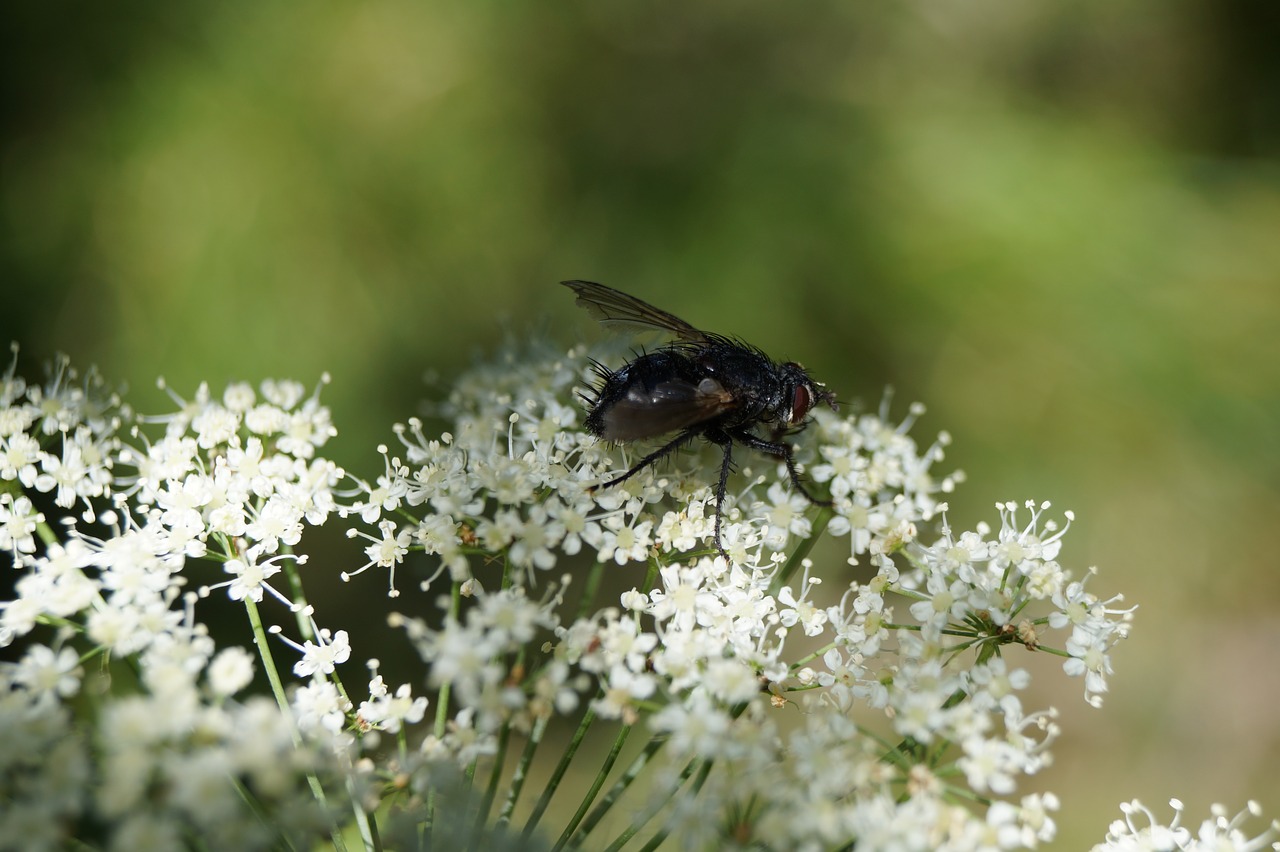 gadfly insect animal free photo