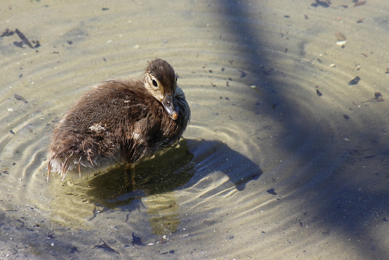 gadwall chicken duck free photo