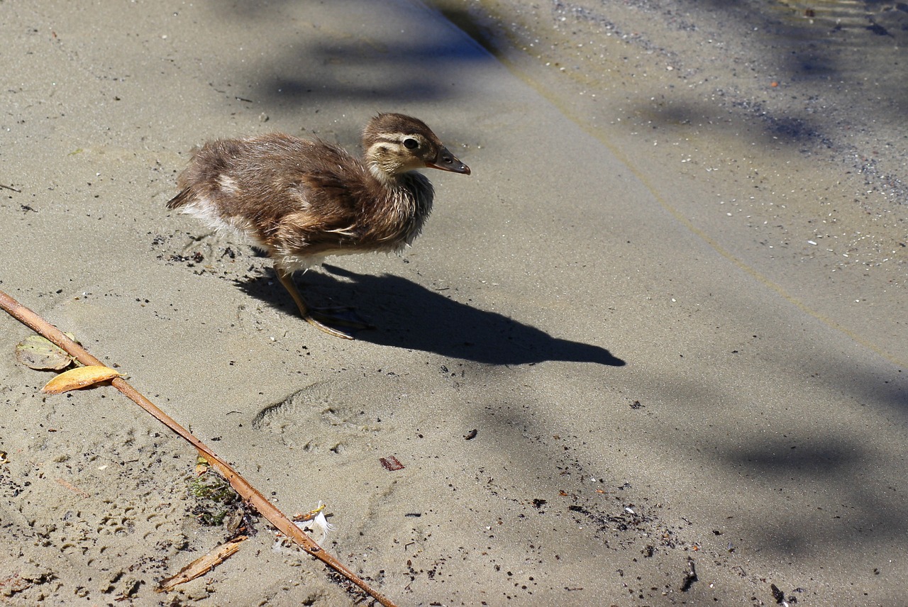 gadwall chicken duck free photo