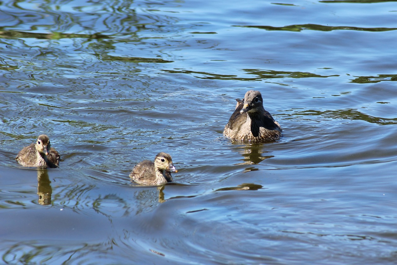 gadwall duck chicken free photo