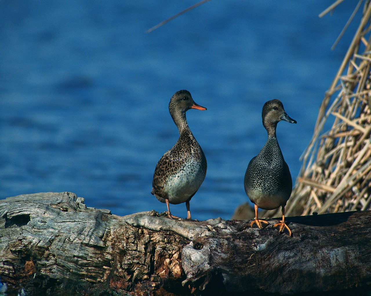 gadwalls birds wildlife free photo