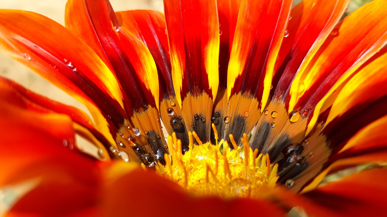 gagenia sun flame close up free photo