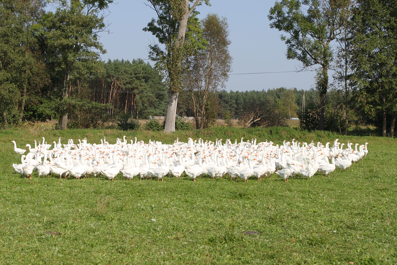 gaggle nature village free photo