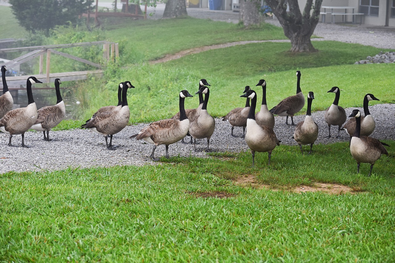 gaggle of geese canada goose waterfowl free photo