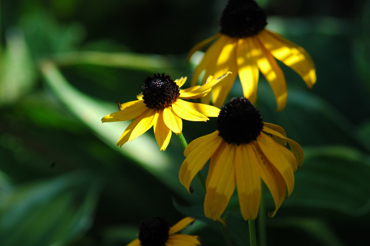 gaillarde  yellow  flowers free photo