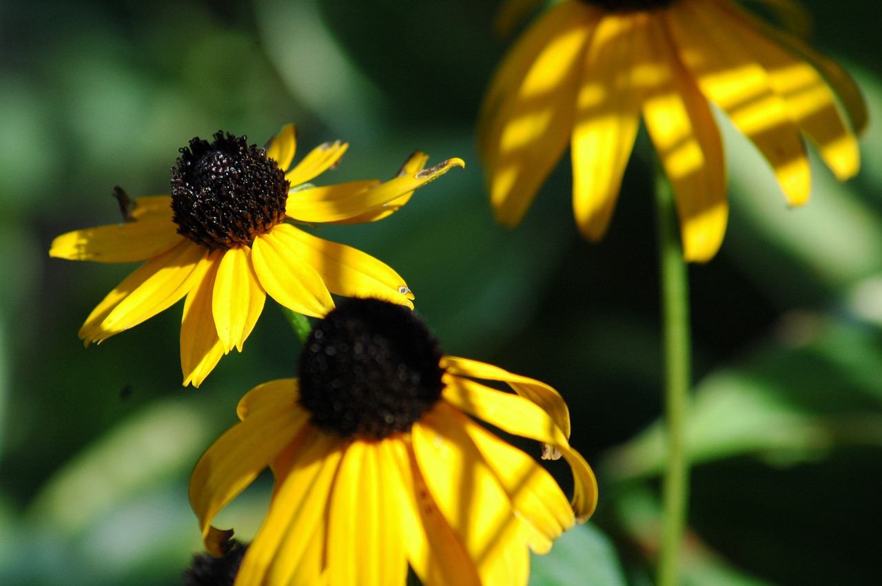 gaillarde  yellow  flowers free photo