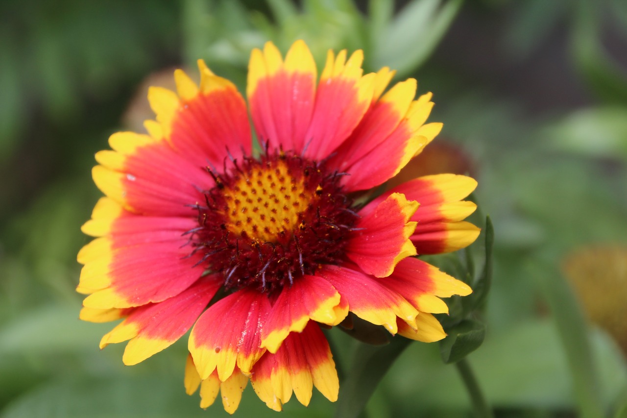 gaillarde  summer flower  flowering free photo