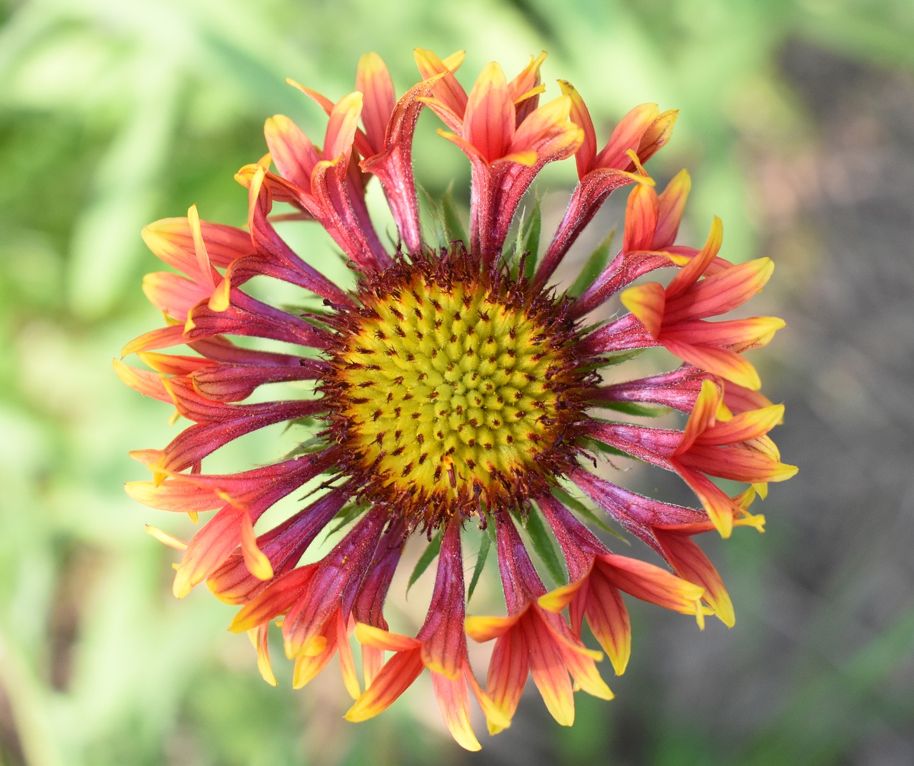 gaillardia flower red and yellow flower free photo