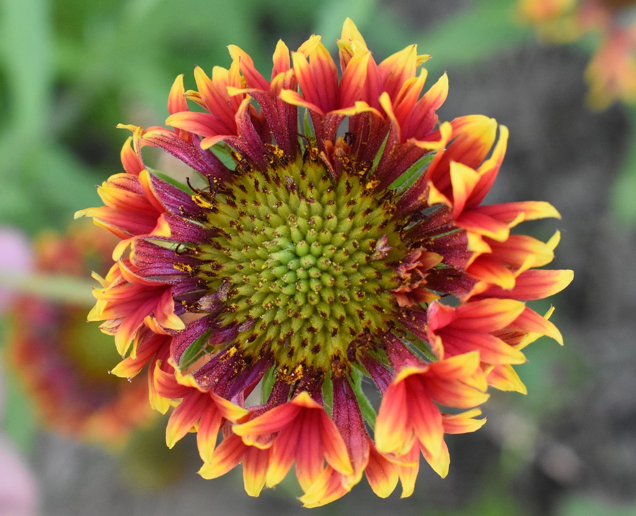 gaillardia flower red and yellow flower free photo