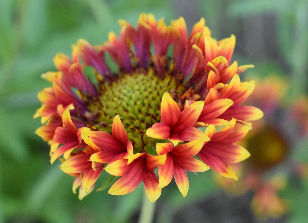 gaillardia flower red and yellow flower free photo