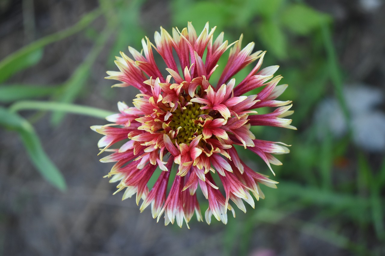 gaillardia flower red and yellow free photo