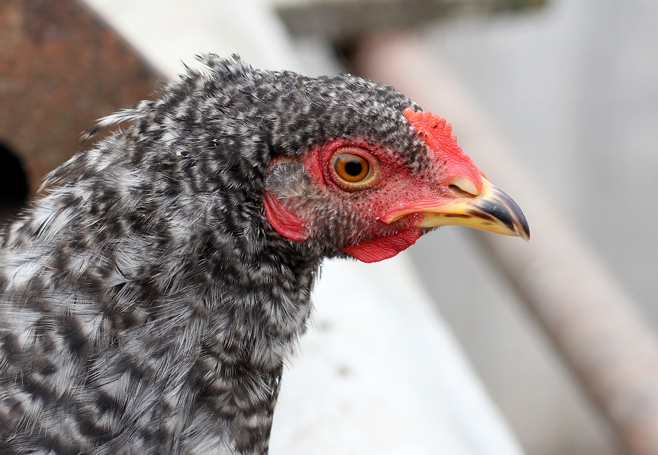 gaina portrait birds free photo