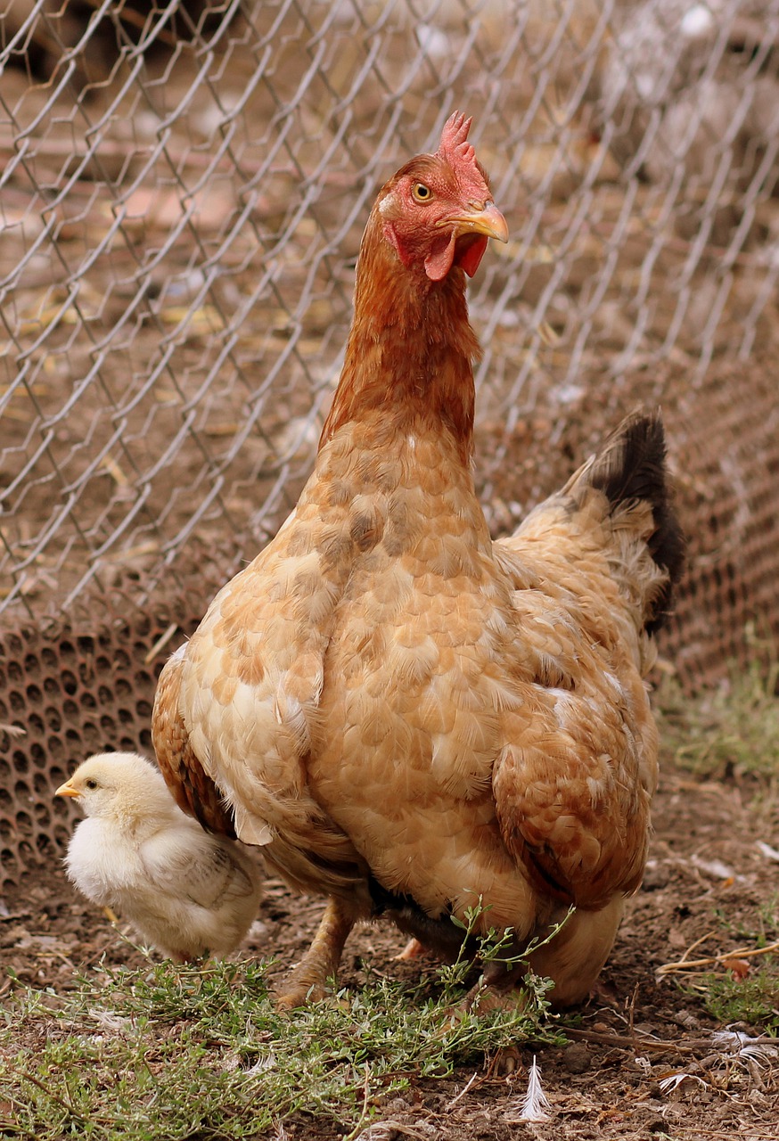 gaina chicken mom free photo