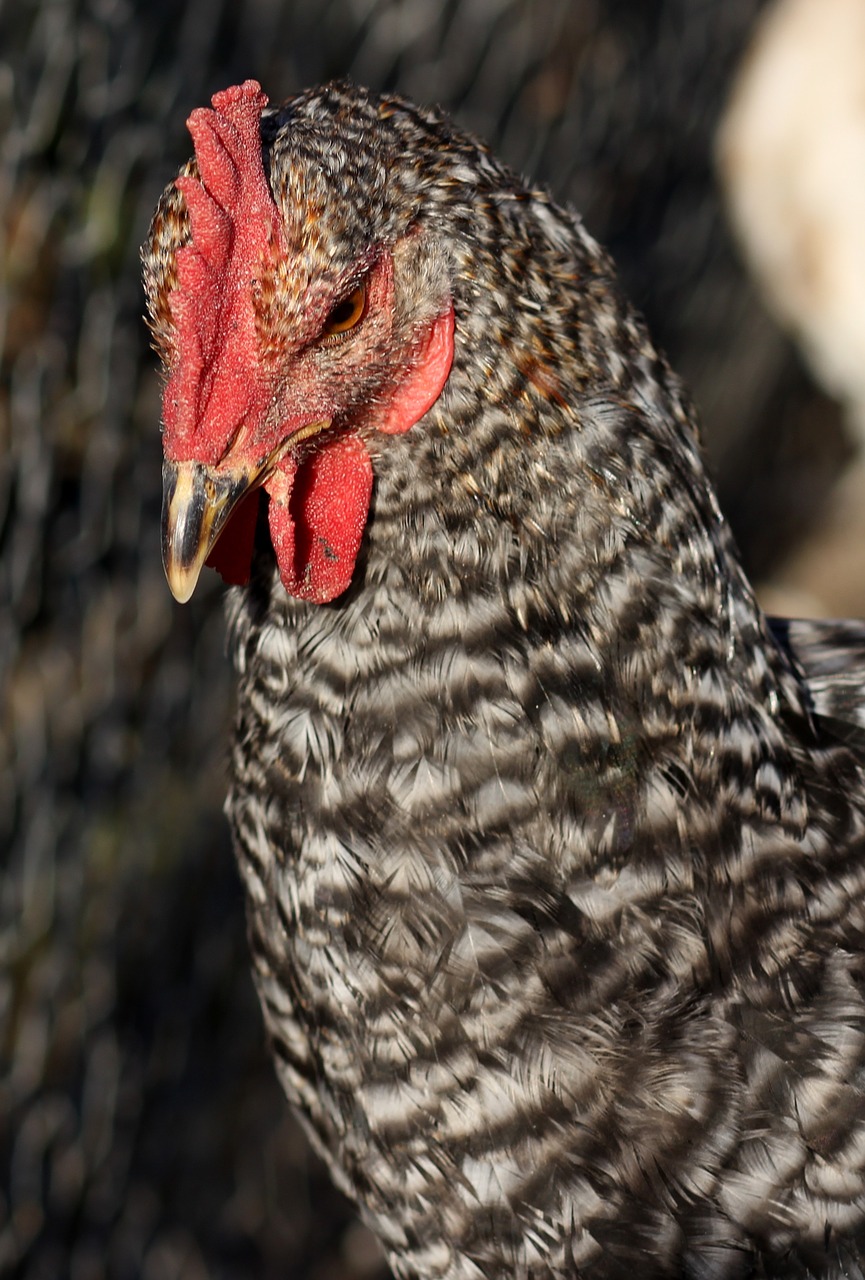 gaina portrait birds free photo