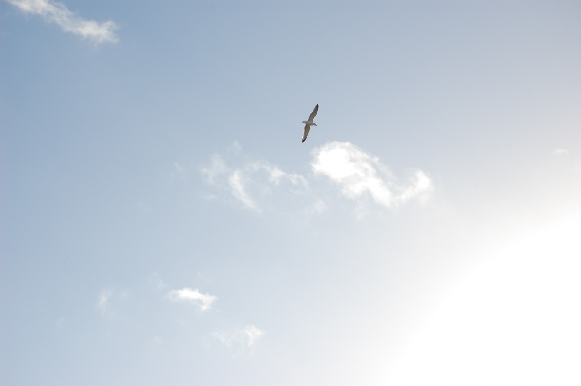 seagull sky seagull free photo