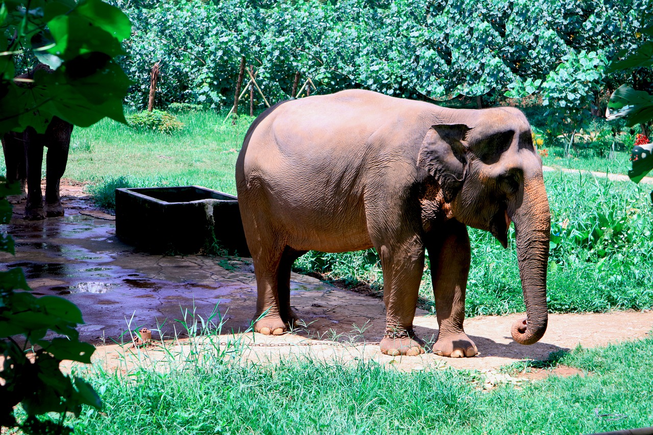 gajah sumatera south africa wild free photo