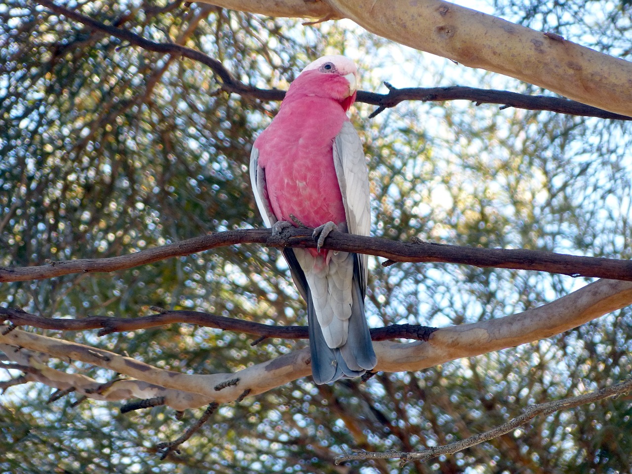 galah cockatoo birds free photo