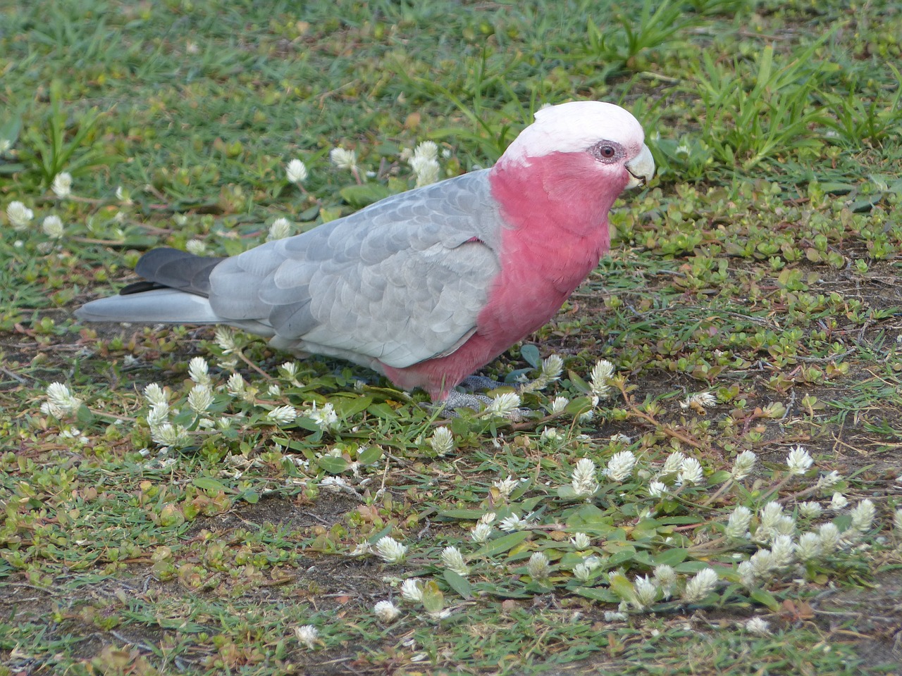 galah parrot cockatoo free photo