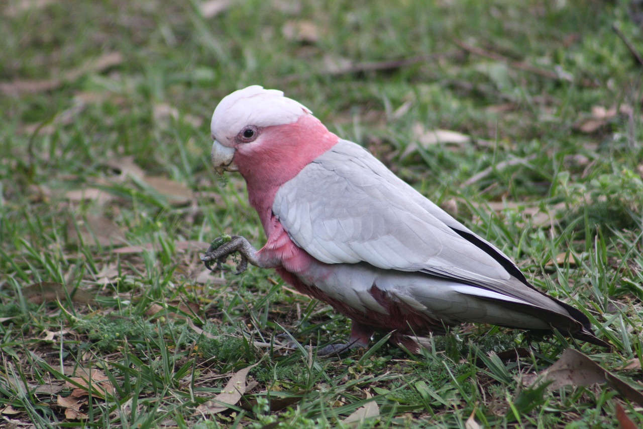 galah  bird  australian free photo