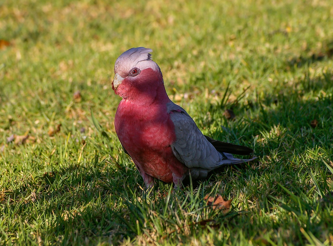 galah rose-breasted cockatoo parrot free photo
