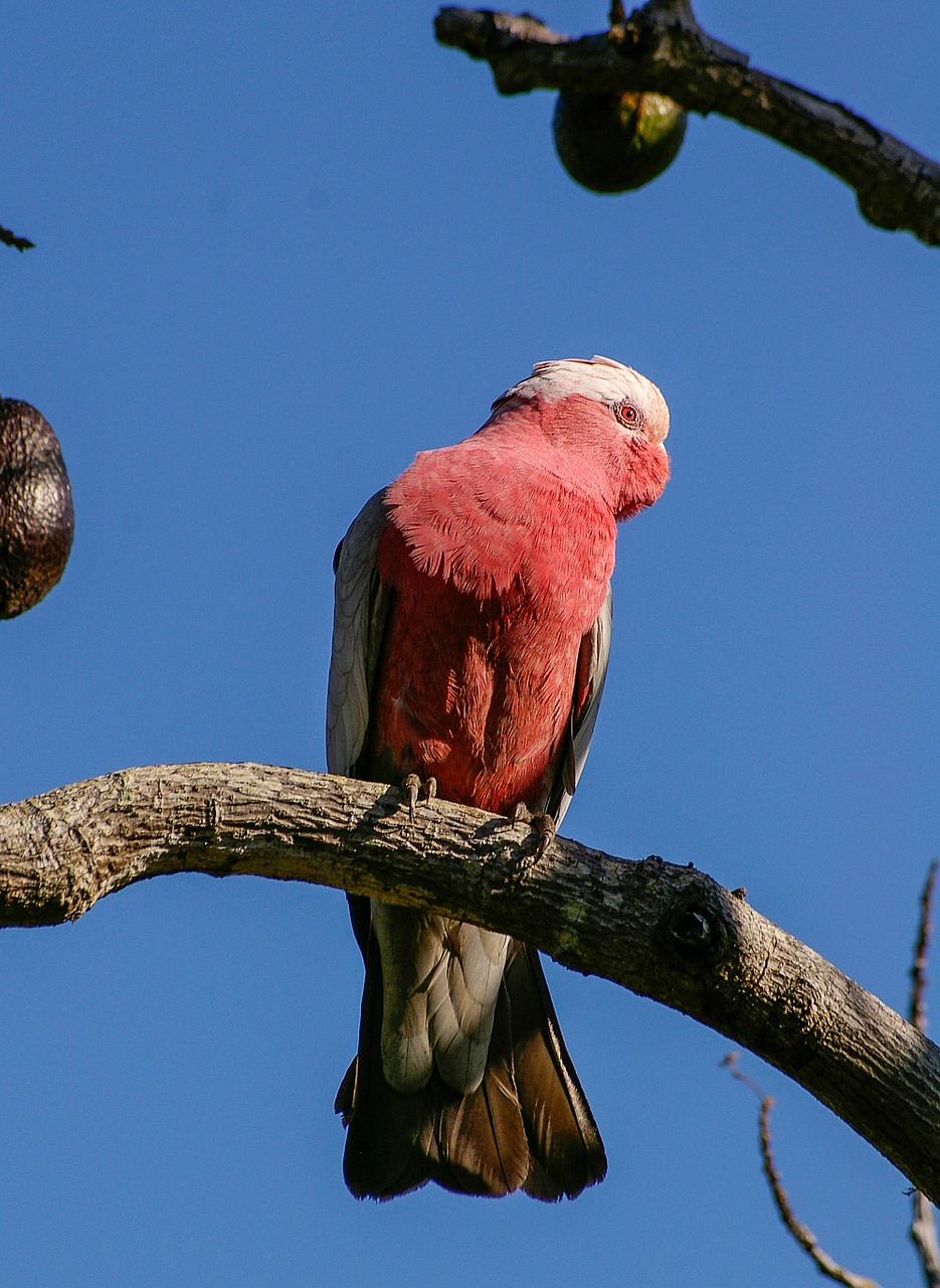 galah rose-breasted cockatoo parrot free photo