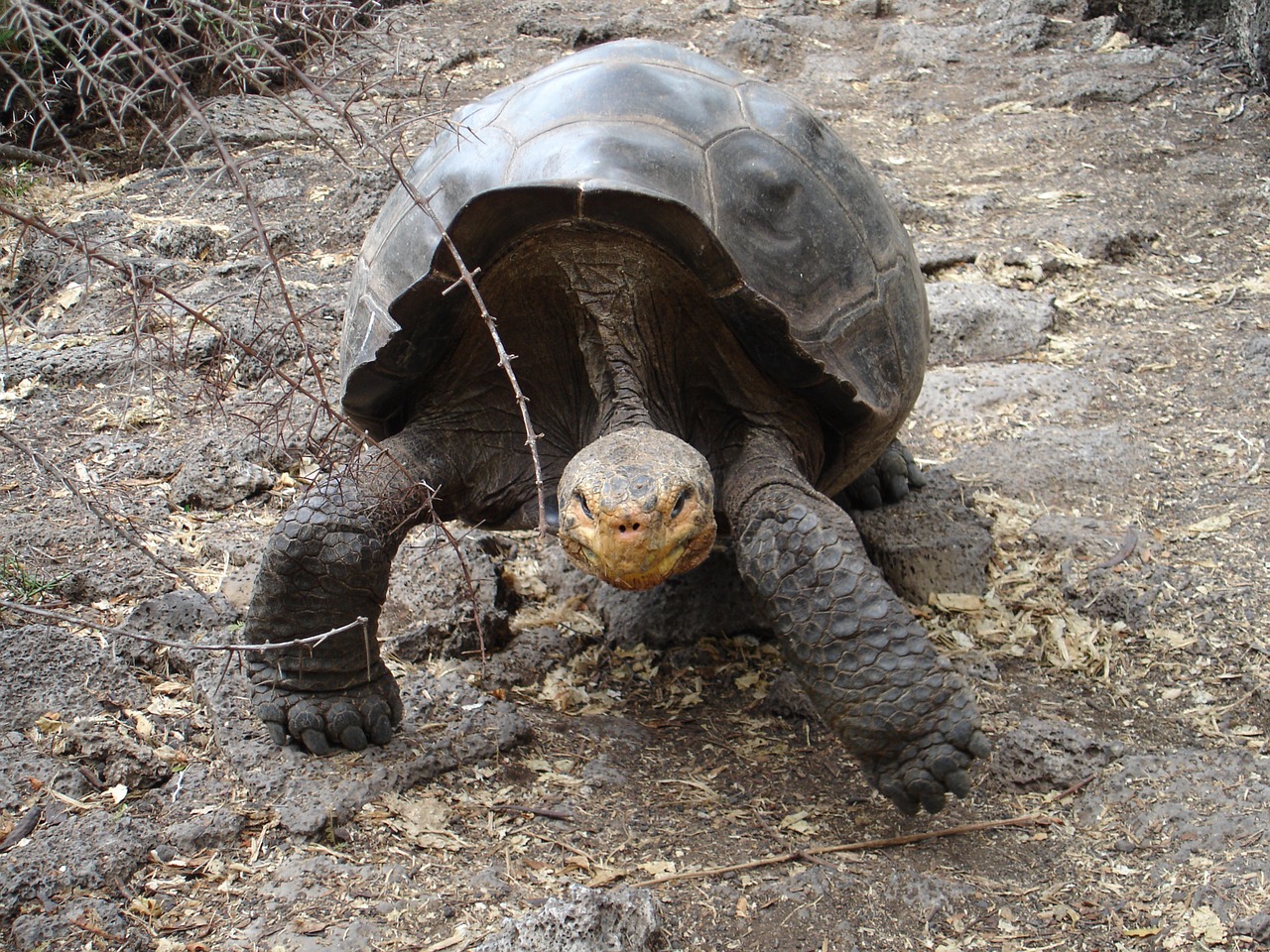 galapagos tortoise ecuador free photo