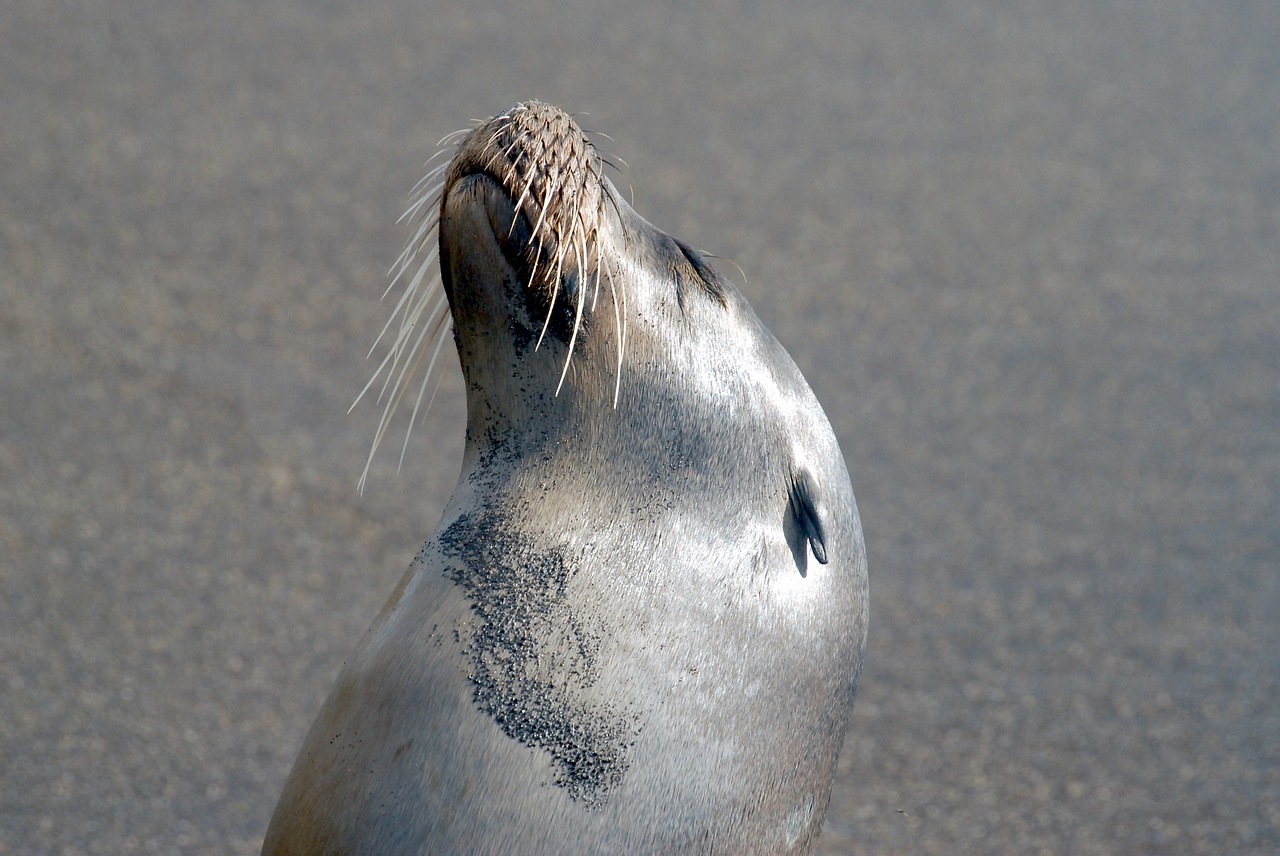 galapagos sea lion marine free photo