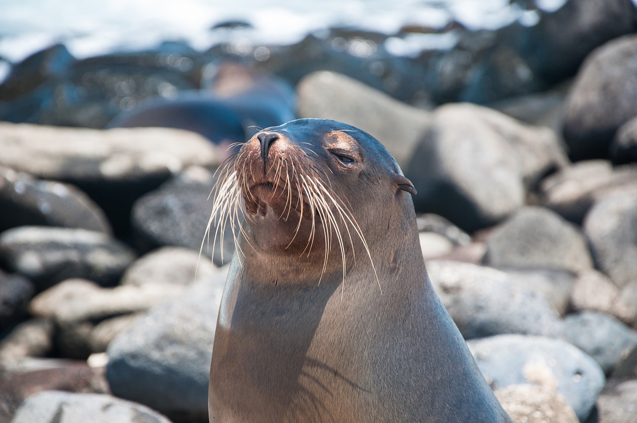 galapagos sea lion ocean free photo