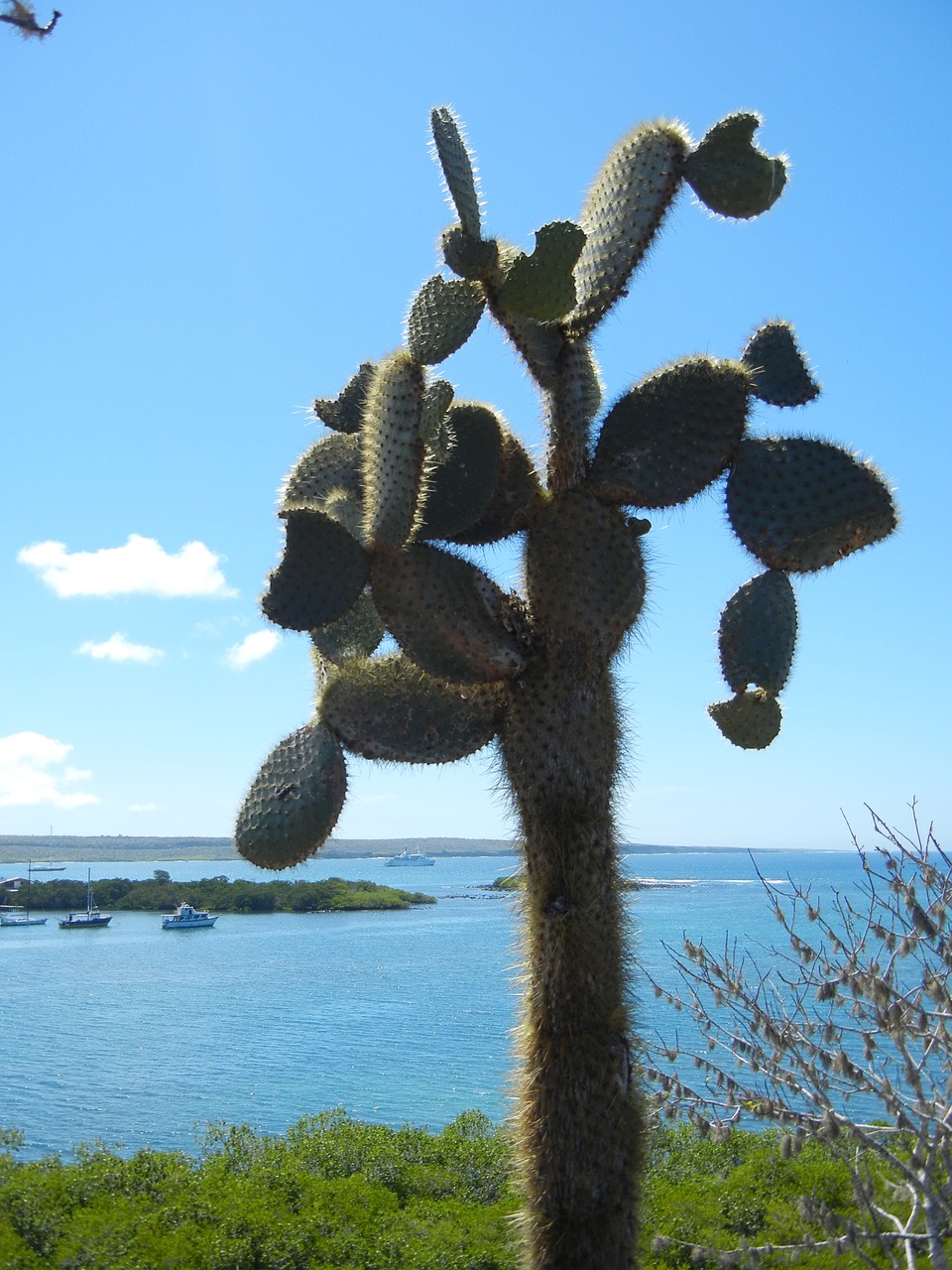 galapagos cactus plant free photo