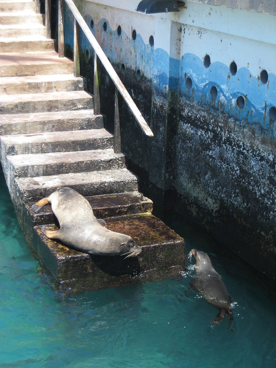 galapagos water seals free photo