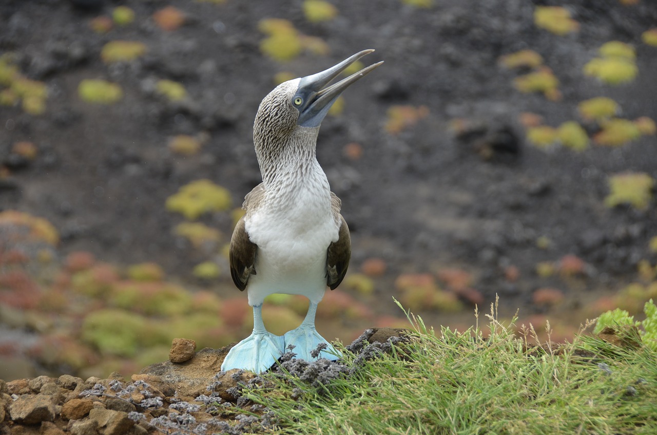 galapagos  blauwvoetgent  bird free photo