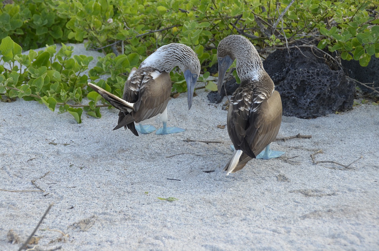 galapagos  blauwvoetgent  bird free photo