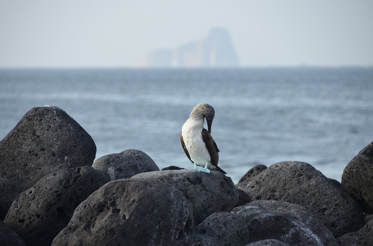 galapagos  bird  blauwvoetgent free photo