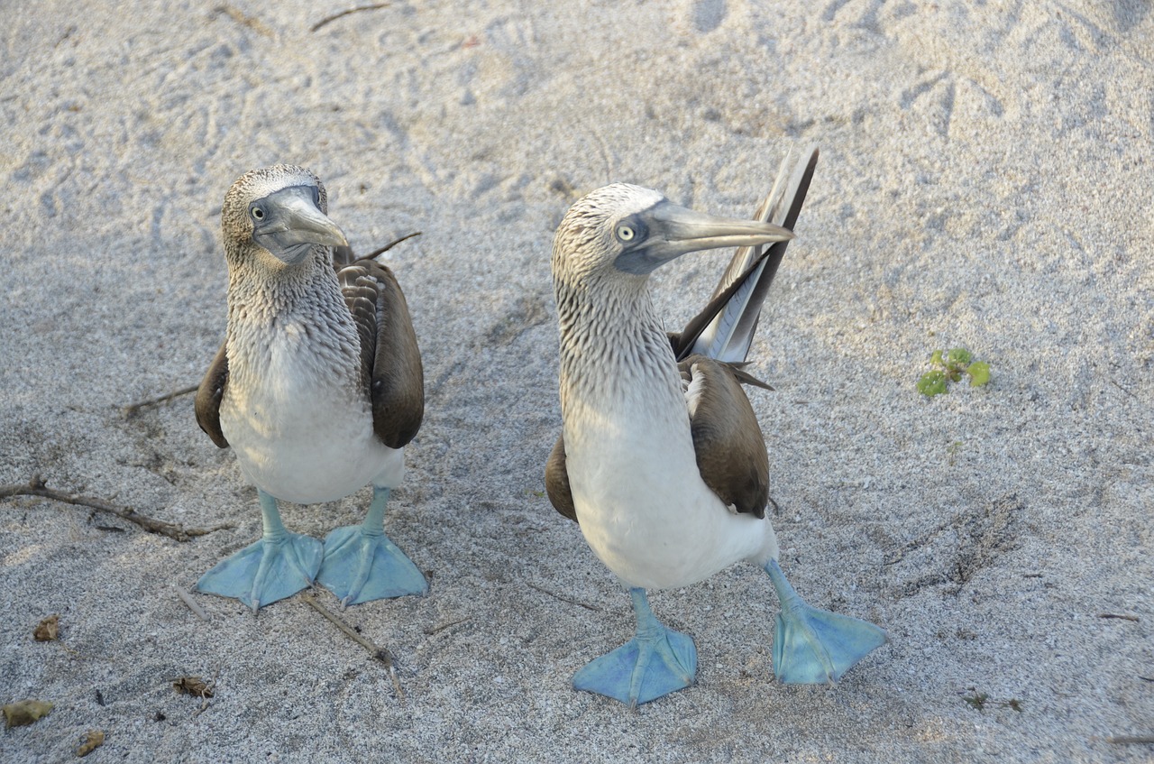 galapagos  bird  blauwvoetgent free photo