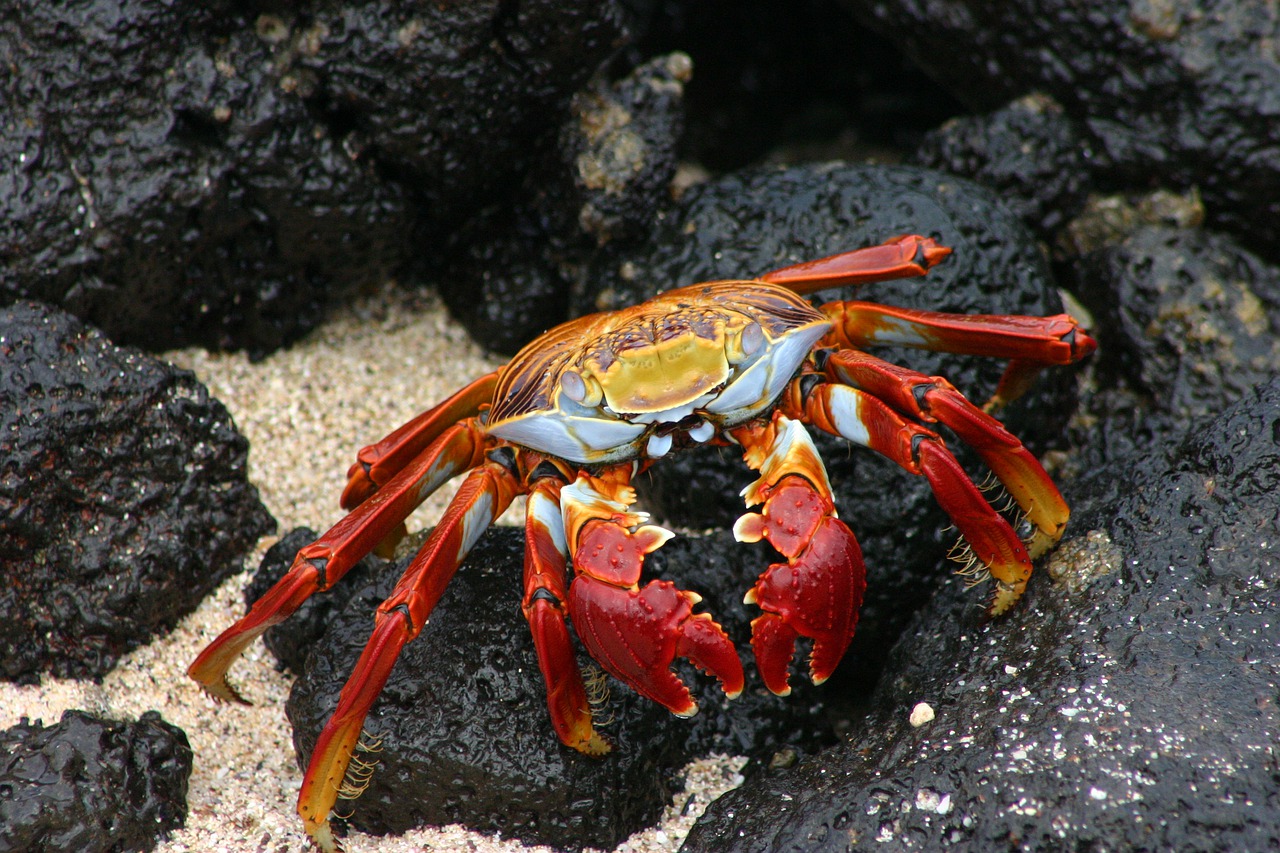 galapagos  crab  e free photo