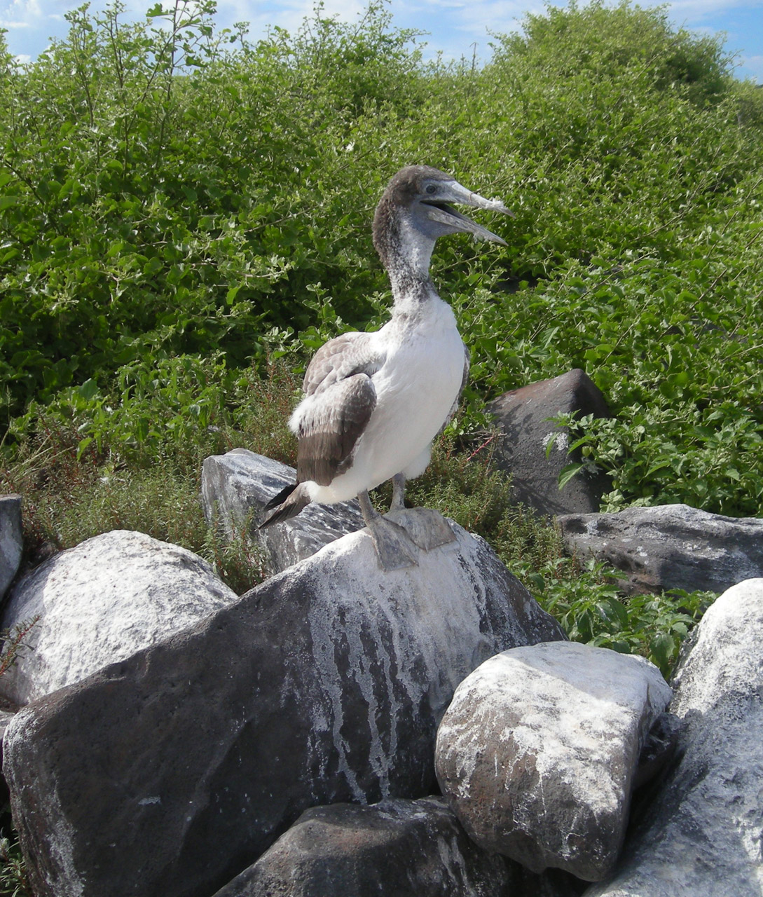 bird galapagos island free photo