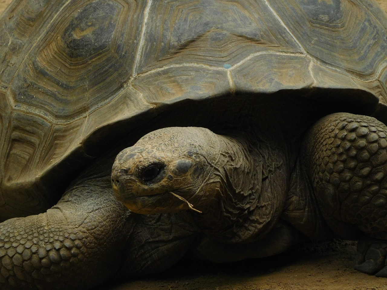 galapagos giant tortoise  turtle  galapagos free photo