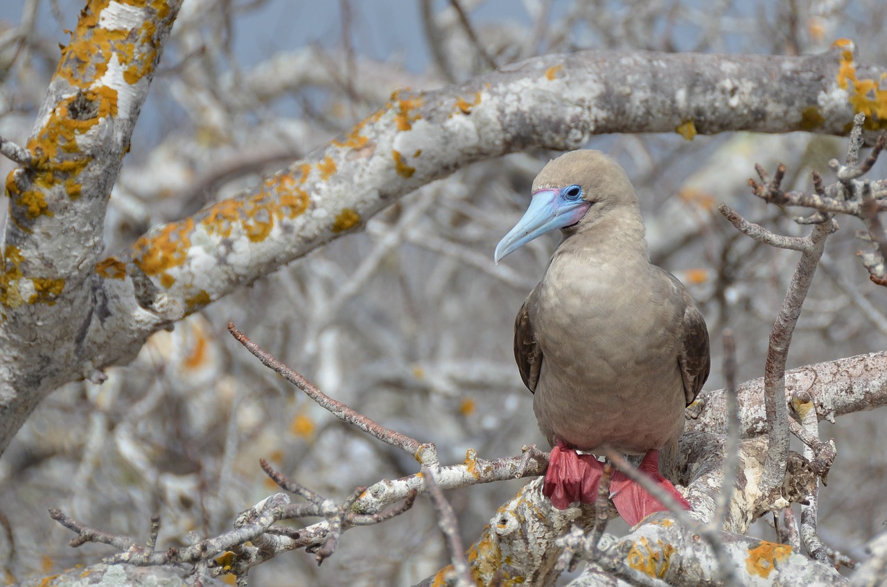 galapagos islands red-footed booby booby free photo