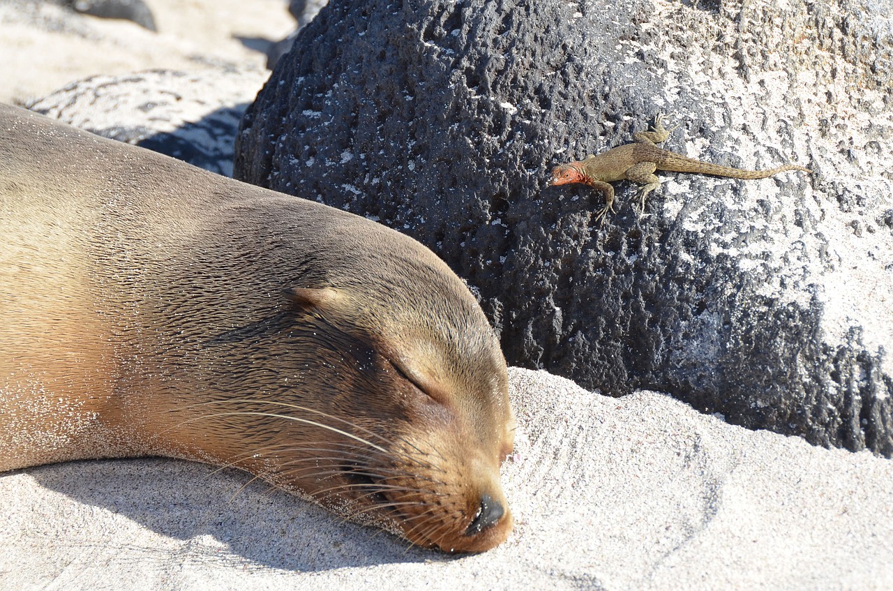 galapagos islands sea lion wildlife free photo