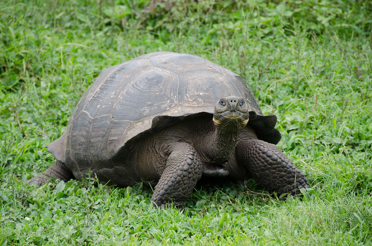 galapagos islands galapagos tortoise galapagos free photo