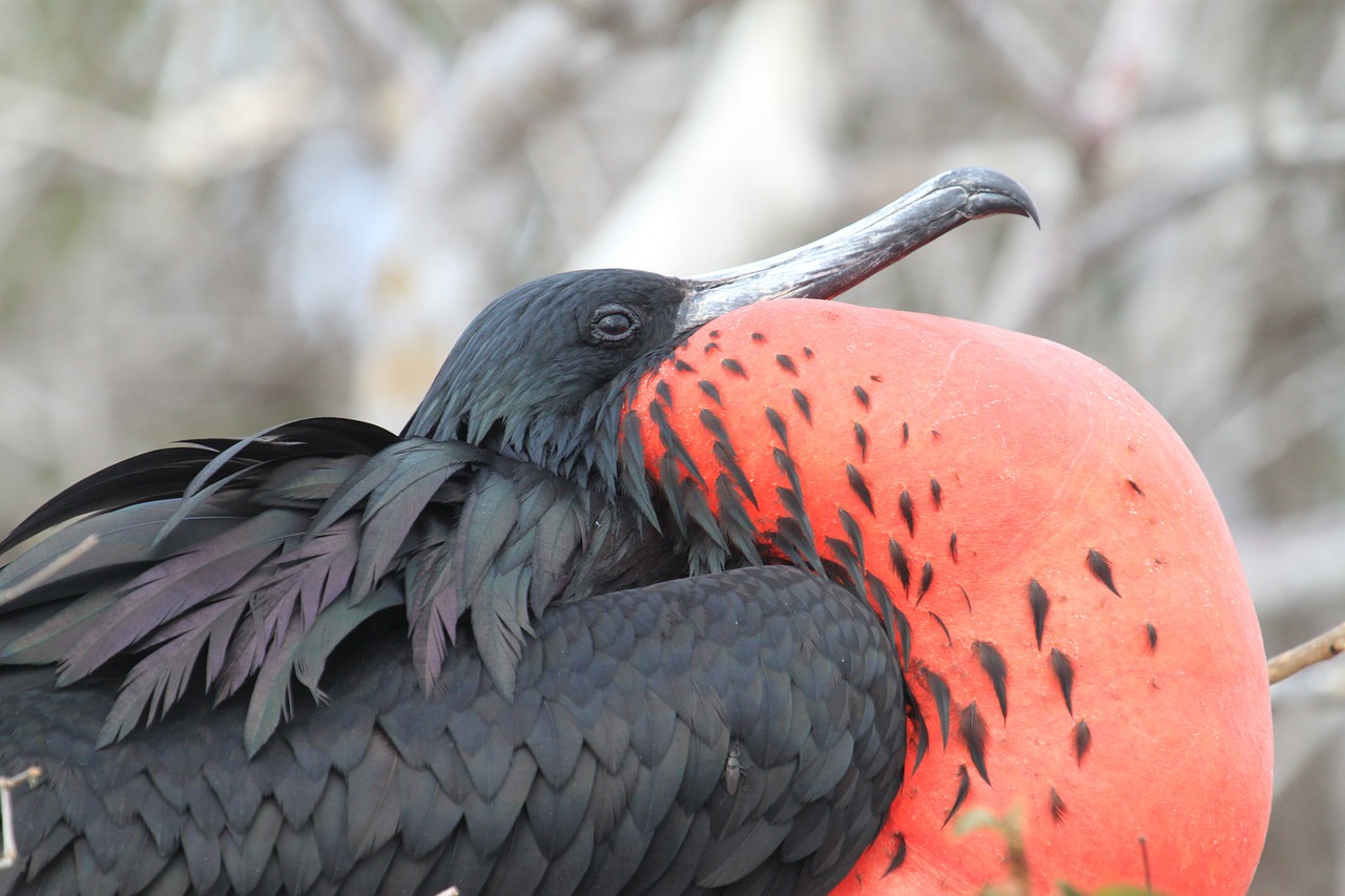 galapagos islands frigate bird free photo